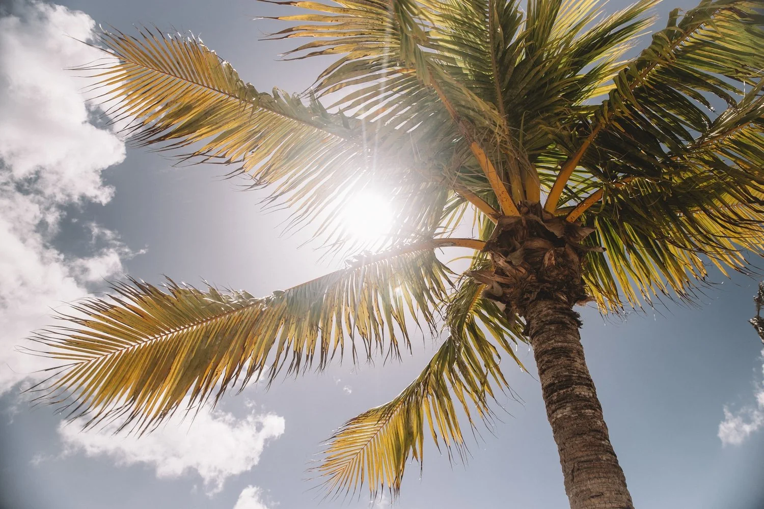 5 alimentos para un bronceado saludable